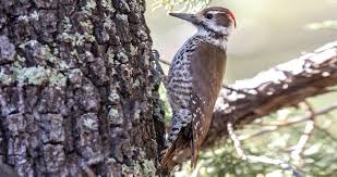 Black And White Spotted Bird With Its Wood Brown Back And Spotted Underparts The Arizona Woodpecker Bucks The Black And White Color Trend Of Most North A In 2020 Woodpecker Yellow Watches Arizona