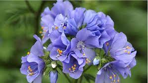 Shade perennial seeds zone 5. 5 Perfect Plants For Full Shade Color Z 3 7