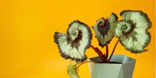 Image result for Begonia oxyloba