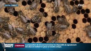 Un homme de 70 ans était entre la vie et la mort mardi, après avoir été piqué 200 à 300 fois par des abeilles. Haute Loire Un Couple Ete Attaque Par Des Milliers D Abeilles Enragees Youtube