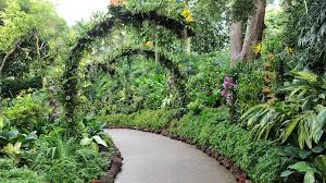 Singapore botanic gardens is huge (82 hectares) with to get to the national orchid garden (very popular attraction), you can take a leisure walk along swan lake ( 800 m ). Singapore Botanic Gardens Garden Review Conde Nast Traveler