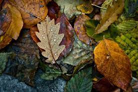 Wet Leaves Autumn Leaves Autumn Day Fall Colors