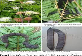 Image result for Cathormion