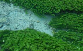 Image result for Lagarosiphon muscoides