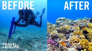 The great barrier reef is located in the coral sea and stretches for 2300 kilometres up the east coast of australia starting just north of bundaberg in the south to the tip of cape york in the north. How Scientists Are Restoring The Great Barrier Reef Travel Leisure Youtube
