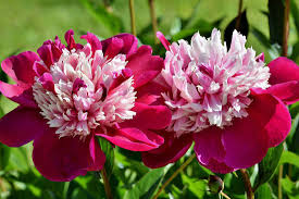 Schönsten strauß aus pfingstrosen bestellen und deutschlandweit verschicken. Symbolik Mit Pfingstrosen Wunscht Man Nur Gutes Hier Erfahren Sie Alles Uber Blumen