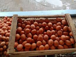 Informasi harga telur ayam hari ini memang diperlukan sebagai acuan penentuan harga jual baik walaupun harga telur ayam negeri di indonesia terbilang stabil, namun akan tetap ada perbedaan harga antara lokasi yang satu dengan lokasi yang lainnya. 3gqxaj9giub6im