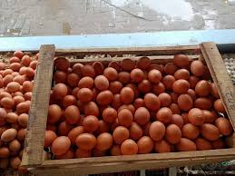 Check spelling or type a new query. Harga Telur Hari Ini
