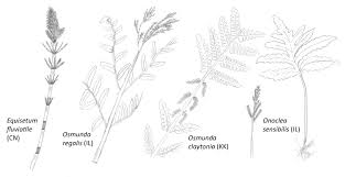 We did not find results for: The Top 75 Wetland Plants Among The Stately Trees