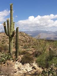 Cactus is a type of plant that can store large amounts of water and survive in extremely hot and dry habitats. Friends Of Saguaro National Park Inc Reviews And Ratings Tucson Az Donate Volunteer Review Greatnonprofits
