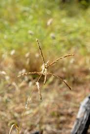 Image result for Acrachne