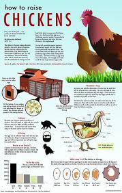 How To Raise Chickens Graphic Elevage De Poules Poulailler Jardin Poulailler