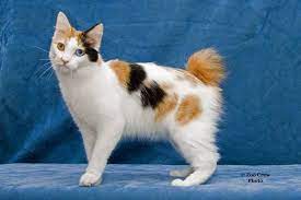 Interesting fact about japanese bobtail cat. Japanese Bobtail Cat More About The Breed Holidogtimes