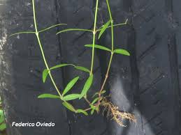 Image result for Oldenlandia lancifolia