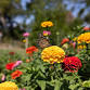 What's Happening to Our Pollinators