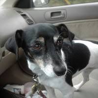 The pet experience your dog will ask for by name! Bark Avenue Pet Resort Northside 10427 Alta Dr