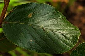 Image result for Monotes africanus