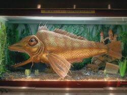 Pitcher or clean, rinsed out milk jug for water. Golden River Gold Fish 10th Kingdom Wiki Fandom