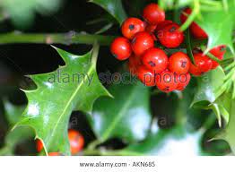 Stock Photo Christmas Scene With Red Berries On A Holly Bush Holly Christmas Festive Berry Berries Snow Poison Pla Christmas Scene Holly Bush Christmas Holly