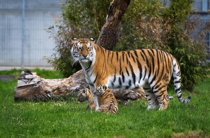 Yorkshire Wildlife Park | Activities in East Yorkshire