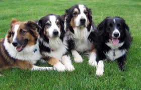 Black And Tan Australian Shepherd English Shepherd Dogs Of Shepherd S Way English Shepherd Australian Shepherd Dogs