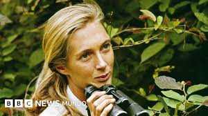Fallece Jane Goodall, la Primatóloga que Revolucionó la Ciencia