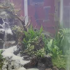 Pilih botol dengan diameter yang lebar agar model aquarium ini menggunakan gantungan dan paku agar bisa bertahan pada tembok. Gwen Aquatic Home Facebook