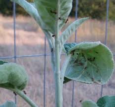 There are some common fruit tree diseases, which can be prevented by proper care. Ants And Aphids On My Apple Tree Bugs Forum At Permies