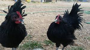 Nobody reviewed this site yet write a review on murray mcmurray hatchery or ask a question. Murray Mcmurray Hatchery Page 35 Backyard Chickens Learn How To Raise Chickens