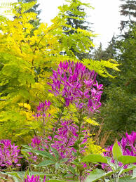 Pin On Plant Combos 2