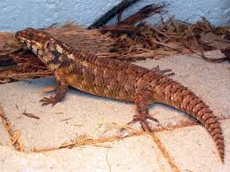 Egernia — pygmy spiny tailed skink (egernia depressa) a small species of egernia sensu stricto scientific classification kingdom … Egernia Alchetron The Free Social Encyclopedia