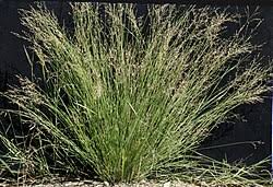 Image result for Panicum novemnerve
