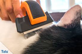 Bevor man hausmittel zur bekämpfung von flöhen anwendet sollten zunächst alle flöhe so weit wie möglich manuell entfernt werden. Katzenflohe In Der Wohnung Die Besten Mittel Hausmittel Talu De