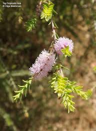 Image result for Melaleuca