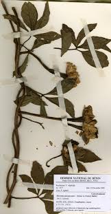 Image result for Merremia pterygocaulos