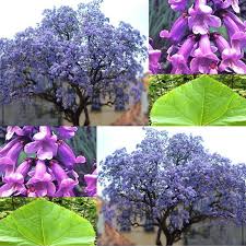 We did not find results for: 1000 Semyan Pavlo Vniya Prodolgovataya Paulownia Elongata Cena 15 00