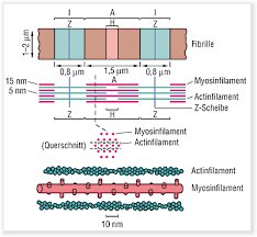 Sie umfasst alle muskelfasern weiße muskelfasern: Myofibrille Gesundheit De