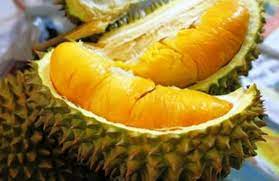 The king of delicious durians. Cara Menanam Durian Musang King Agar Cepat Berbuah Kampustani Com