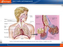Maybe you would like to learn more about one of these? Sistem Pernapasan Pertemuan 10 Dr Harlinda Syofyan S