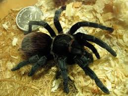 Mygale Brachypelma Vagans Avec Images Mygale Araignee Animaux