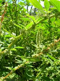 Image result for Amaranthus spinosus