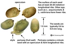 Image result for Lemna aequinoctialis