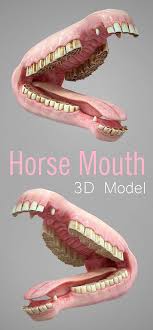 Horse Mouth 3d Model In 2020 Horses Model 3d Model