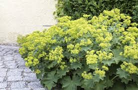 Der großblättrige frauenmantel, auch alchemilla mollis genannt, verwandelt ihren garten in ein diese hangbepflanzung gehört zu den pflanzen in ihrem garten, die insekten anlockt und ihnen als. Frauenmantel Pflanzen Die Mehr Konnen Franks Kleiner Garten Willkommen In Franks Kleinem Garten