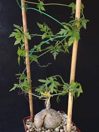 Image result for Kedrostis africana