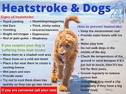Shock occurs after a traumatic event, such as being hit by a car, that causes significant external or internal. Jspca Animals Shelter Jspca Hot Weather Care Dogs Facebook