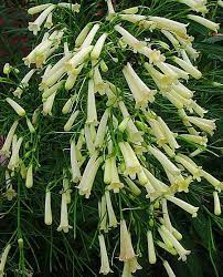 Russelia Russelia Equisetiformis Garden World Bangalore Chennai Hyderabad Pune Plants Planting Flowers Flowers Perennials