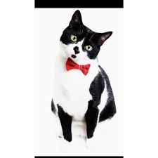 Kedi Papyonu Kedi Papyon