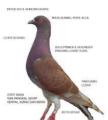 Tugas sekolah untuk mewarnai gambar burung menjadi alternatif yang baik saat ini. 15 Cara Memilih Merpati Balap Berkualitas Juara