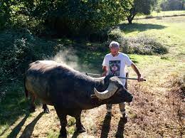Son activité atypique d'élevage de buffles d'eau (appelés également buffles d'asie) en plein air, permet d'appréhender l'élevage à taille humaine de demain. Camping Gers Arros Restaurant La Ferme Aux Buffles Camping Gers De L Arros Vacances Famille